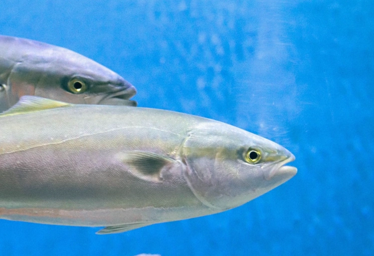 What kind of fish is buri