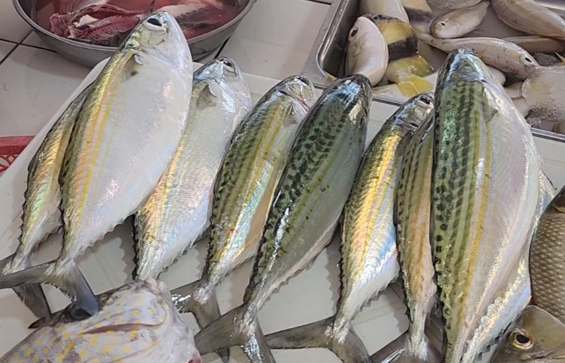 What kind of fish is buri