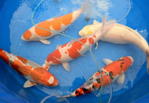 japanese fish types