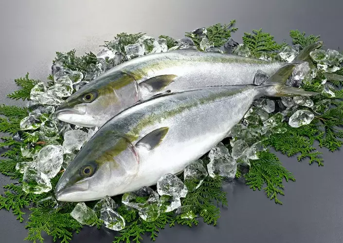 hamachi buri difference