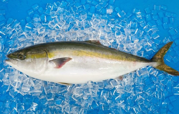 Is buri fish safe to eat