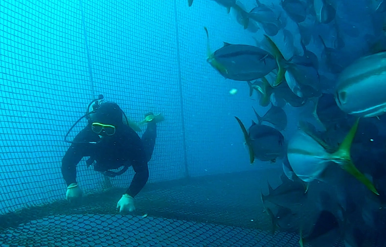 Is buri fish safe to eat