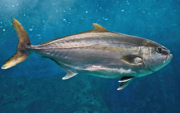 how to catch Amberjack