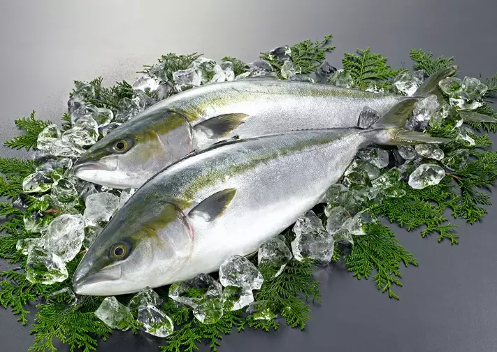 yellowtail size chart