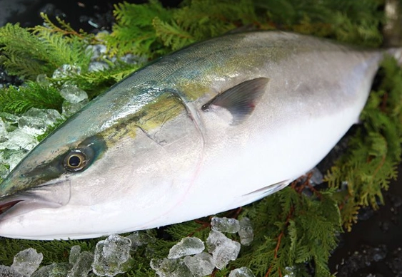 Buri fish health benefits