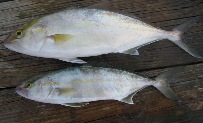 Amberjack recipes
