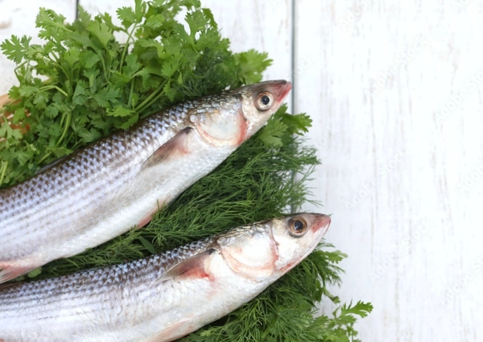 Yellowtail nutrition