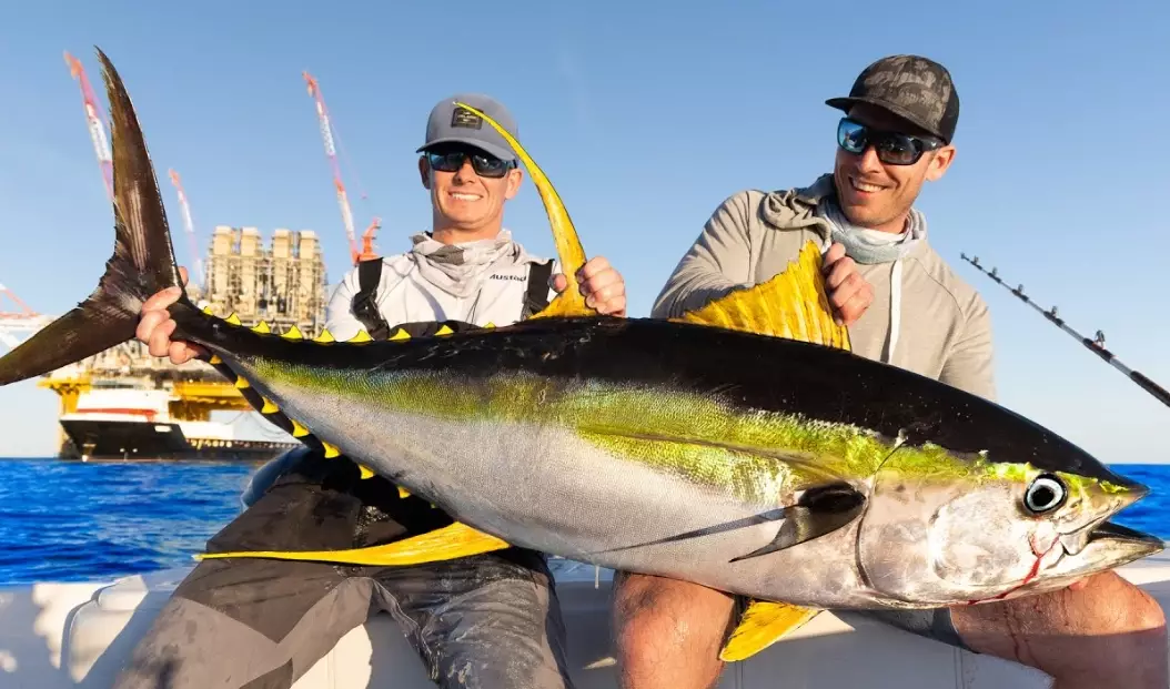 yellowtail fish yellowtail fish