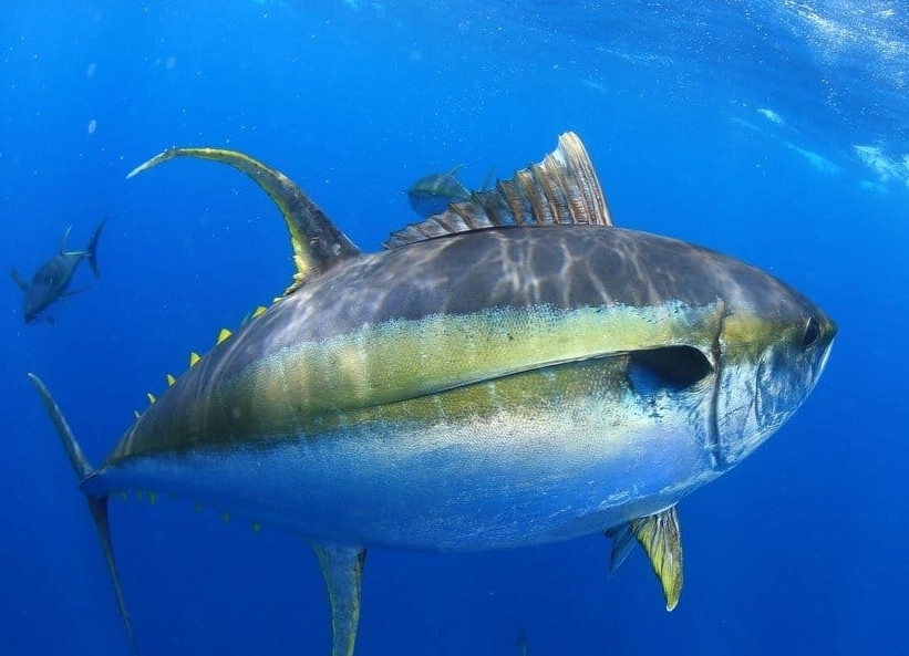 Is a yellowtail a tuna?