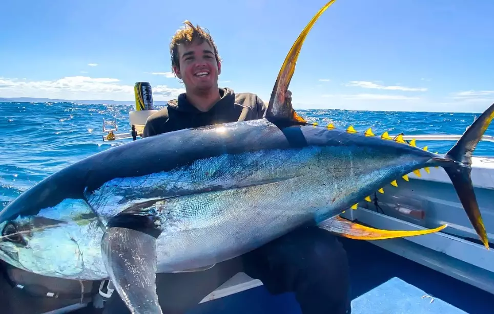 yellowtail vs tuna yellowtail vs tuna