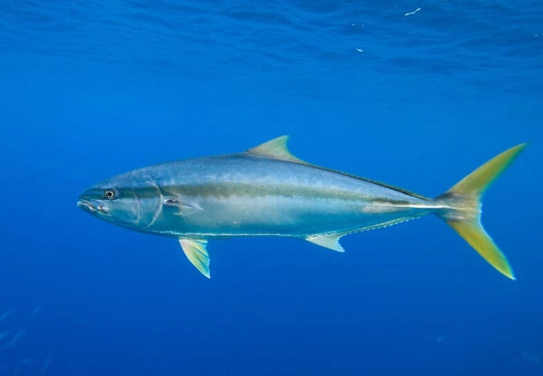 yellowtail fish yellowtail fish