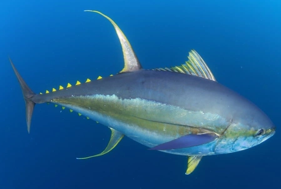 is yellowtail a tuna is yellowtail a tuna